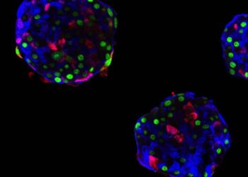 Cellule del pancreas ‘riprogrammate’ contro il diabete
