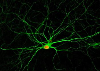 Cervello, da un cocktail di farmaci ‘fabbriche’ di neuroni