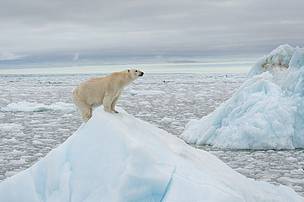 Orso polare_Artico