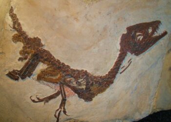 Costa, a Pietraroja secondo i ricercatori c’è di più oltre al dinosauro Ciro