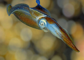Dai calamari un’alternativa alla plastica