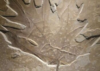Foglie fossili raccontano 7.000 anni di piogge e siccità