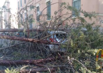 Forte vento a Taranto, alberi su auto