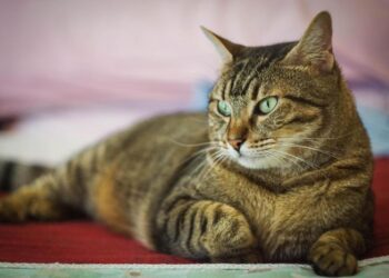 Gatto aggressivo, padrone morse e graffiate salvate dai pompieri