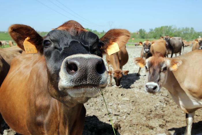 Greenpeace, allevamenti intensivi alimentati dai fondi Pac