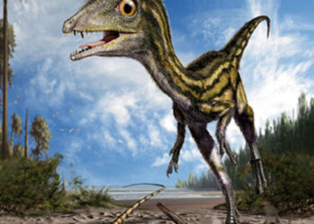 Il baby dinosauro Ciro potrebbe avere dei fratelli
