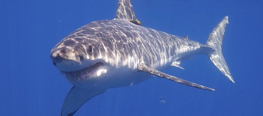 Il DNA dello squalo bianco potrebbe aiutarci nella lotta ai tumori. Uno studio