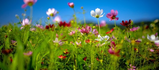 Il legame inossidabile tra gli Italiani e i fiori