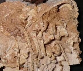 Il ‘re dell’Antartide’ era un dinosauro simile a un’iguana