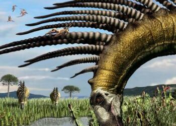 In Patagonia i resti di un dinosauro coperto di spine