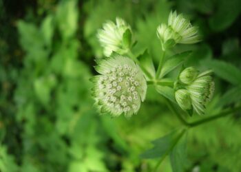 In una pianta giapponese la molecola di lunga vita