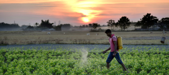 La quantità di pesticidi presenti nei cibi che mangiamo