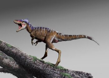 L’antenato del T-rex era piccolo come un canguro – VIDEO