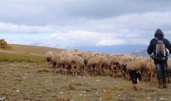 Latte: allevatore abruzzese, ‘solidarietà ai colleghi della Sardegna’
 