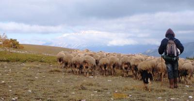 Il pastore e allevatore abruzzese: Solidarietà ai colleghi della Sardegna