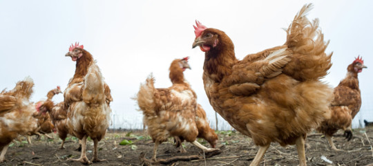 Le galline per smaltire i rifiuti urbani nei condomini. Esperimento in Francia