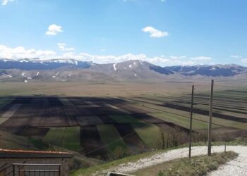 Lenticchia di Castelluccio, verso la normalità dopo il sisma