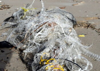Lucchese, reste uccidono il mare