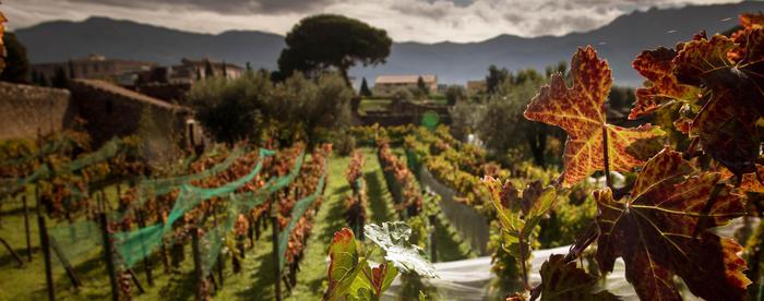 Made in Sannio 50% vini campani, nasce premio Falanghina top