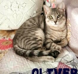 Messina: tigrato grigio mix CERTOSINO in cerca di casa