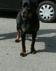Messina:Raul, 5 anni, rottweiler puro, con pedigree. Si affida solo a veri amanti degli animali, conoscitori della razza.