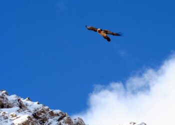 Nato gipeto in Val di Cogne, ghiacciatori denunciati per essersi avvicinati