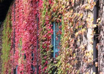 Nel Biellese i vini rock di DonnaLia