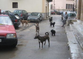 Ok Comune Campobasso a progetto Enpa