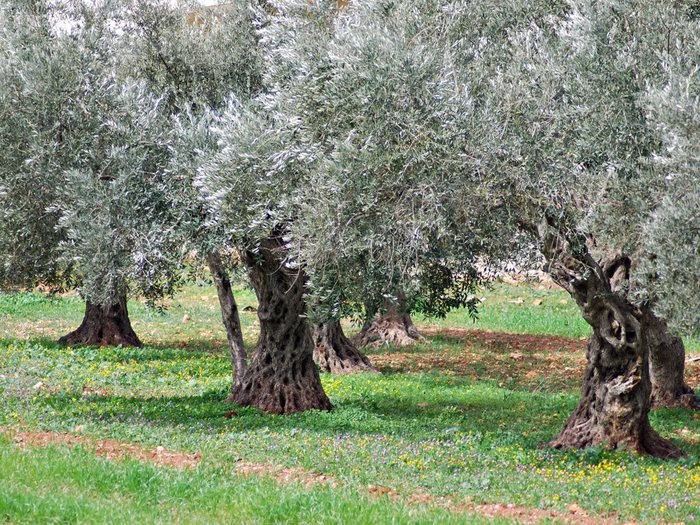Olivi di Pistoia gratis a cittadini in cambio di olio oliva