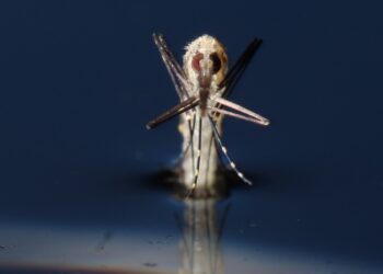 Partiti in Italia i test sulle zanzare Ogm contro la malaria