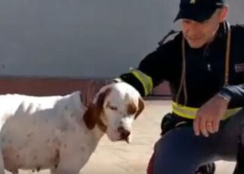 Pattuglia trova cane, Polstrada l’adotta