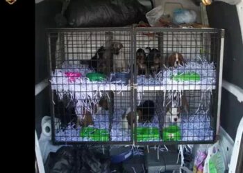 Polstrada sequestra 24 cuccioli cane su raccordo RA13
