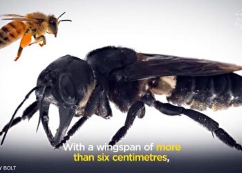 Riscoperta l’ape gigante in Indonesia, si pensava fosse estinta