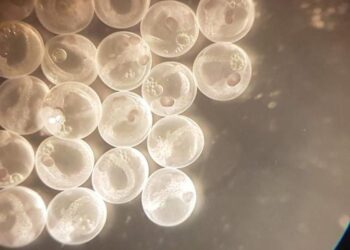 Risolto il mistero delle uova impossibili del pesce Maria