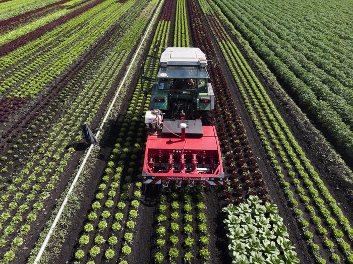 Rucola Igp, pronta a scalare la “top five” del made in Italy