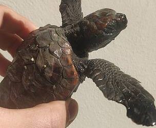 Salvata la tartarughina spiaggiata dalla mareggiata in Puglia