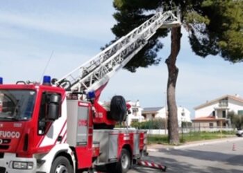 Termoli,continua rimozione alberi e rami