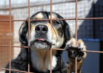 Traffico illegale cani, rete smantellata
