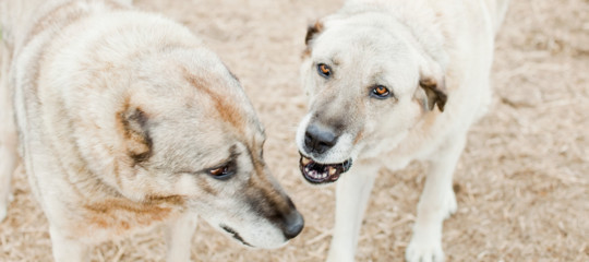 sbranata cani Lampedusa