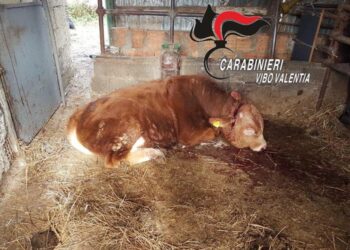 Va a storto furto, uccisi bue e cavallo