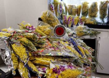 40 chili di mimose sequestrate a Genova