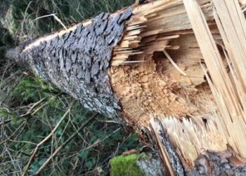 Ambiente: in Italia 42.500 ettari di bosco distrutti dai cambiamenti climatici
 