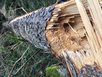 Clima, in Italia 42.500 ettari di bosco distrutti