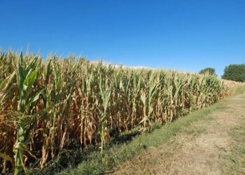 Clima:Coldiretti,+5 gradi a marzo in E-R