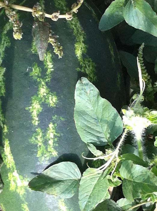 Cocomero pontino tra i Prodotti Agroalimentari Tradizionali