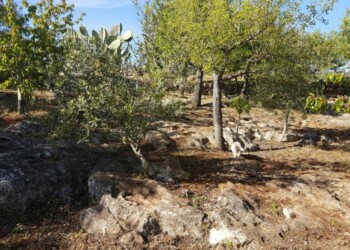 Coldiretti Puglia,boom furti in campagne