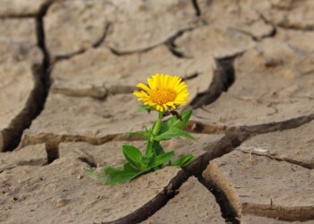 Dalle alghe la spia delle piante contro la siccità