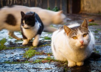 Dona terreno per farne un’oasi per gatti
