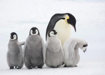 Festa Papà: Wwf, sono tanti quelli premurosi anche in natura
 