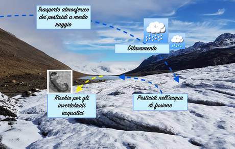 Gli insetti delle Alpi minacciati dai pesticidi